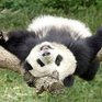 Из-за голода китайские панды воруют еду у свиней