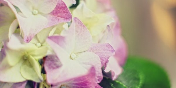 В пятницу в ботаническом саду Владивостока откроется традиционная осенняя ярмарка