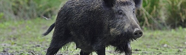 В Уссурийске выпущенные на волю кабаны вернулись в зоопарк