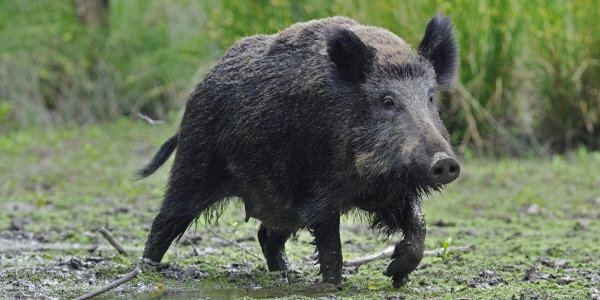 В Уссурийске выпущенные на волю кабаны вернулись в зоопарк