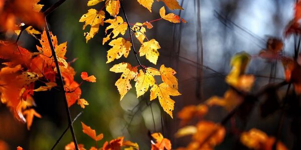 Солнечная сухая погода ожидается в Приморье в пятницу