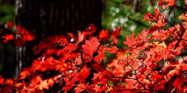 В среду в Приморье станет теплее на 1 – 5 градусов