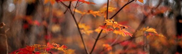 Положительная аномалия температуры в Приморье достигает 6 градусов