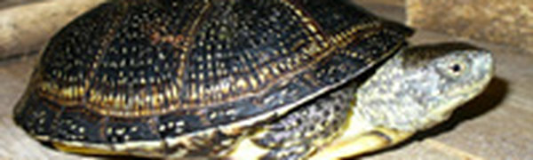 В Днепропетровске из музейных экспонатов вылупились черепашки