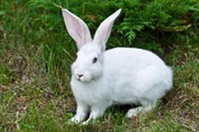 Из-за изменения климата заяц-беляк может потерять возможность маскировки