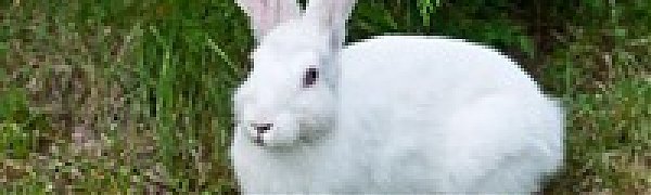 Из-за изменения климата заяц-беляк может потерять возможность маскировки