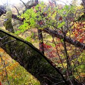 Сентябрь в Сихотэ-Алинском заповеднике – продолжение лета