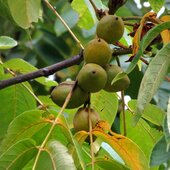 Сентябрь в Сихотэ-Алинском заповеднике – продолжение лета