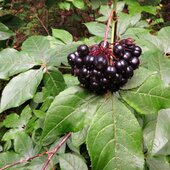 Сентябрь в Сихотэ-Алинском заповеднике – продолжение лета