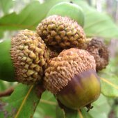 Сентябрь в Сихотэ-Алинском заповеднике – продолжение лета