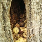 Сентябрь в Сихотэ-Алинском заповеднике – продолжение лета