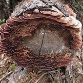 Сентябрь в Сихотэ-Алинском заповеднике – продолжение лета