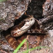 Сентябрь в Сихотэ-Алинском заповеднике – продолжение лета