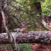 Сентябрь в Сихотэ-Алинском заповеднике – продолжение лета