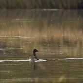 Сентябрь в Сихотэ-Алинском заповеднике – продолжение лета