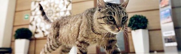 В Петербурге сделали эскиз памятника кошке-обжоре из Владивостока