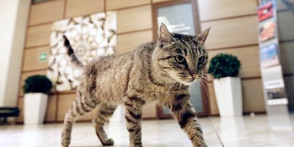 В Петербурге сделали эскиз памятника кошке-обжоре из Владивостока