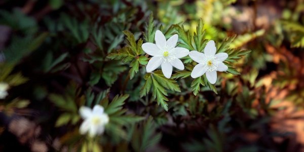 Мартовское тепло возвращается в Приморье