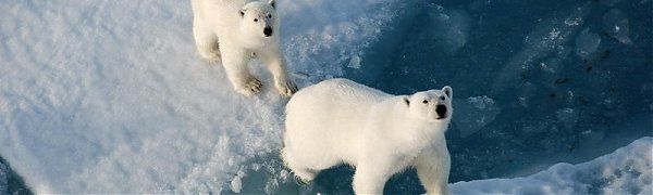 Площадь арктических льдов достигла рекордного минимума