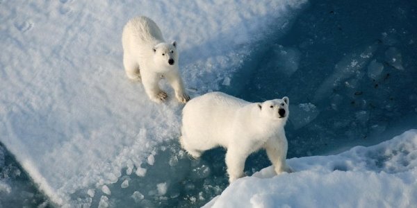 Площадь арктических льдов достигла рекордного минимума