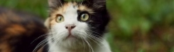 А Вы поздравили свою кошку?