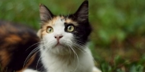 А Вы поздравили свою кошку?