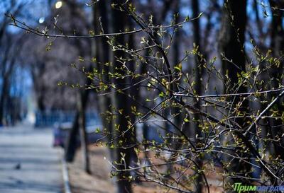 Во Владивостоке уже наступила метеорологическая весна