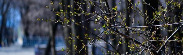 Во Владивостоке уже наступила метеорологическая весна