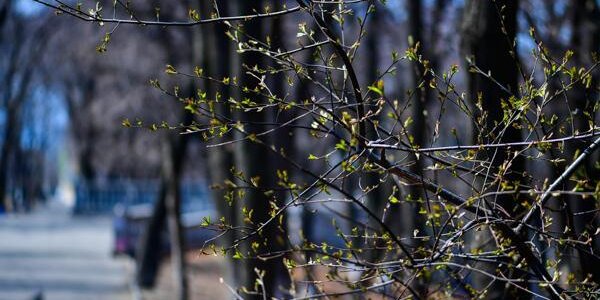 Во Владивостоке уже наступила метеорологическая весна