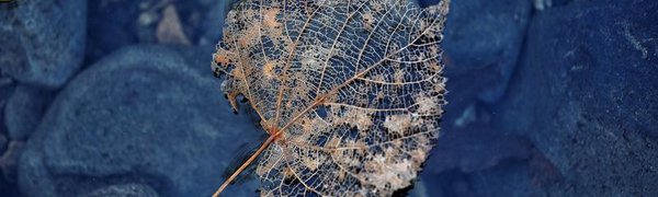 Тайфун «CHABA» Приморью по-прежнему не угрожает