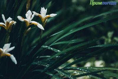 Июнь попрощался с Приморьем кратковременными дождями