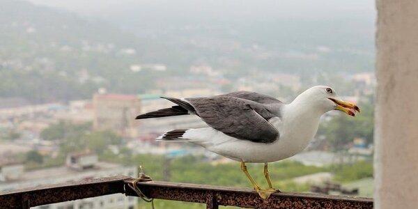 Прохладный воздух с моря и туман начнут влиять на погоду побережья Приморья со вторника