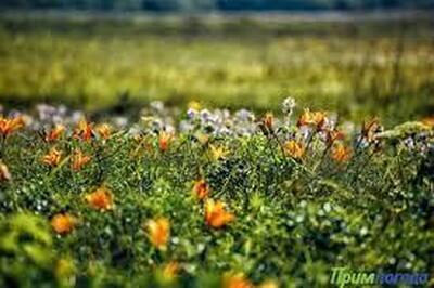 С какой погоды начнется второй месяц лета в Приморье, рассказали синоптики