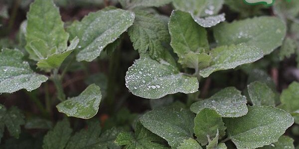 Облачная погода с туманами и моросью сохраняется в прибрежных районах Приморья