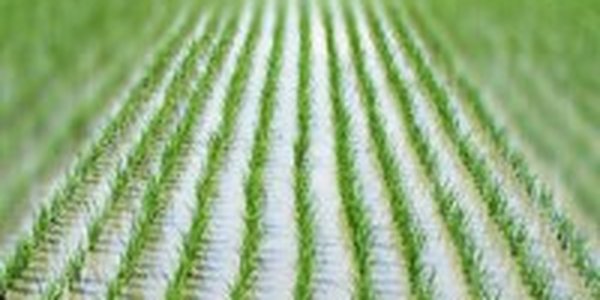 Рисовые поля Приморья отравлены ядохимикатами