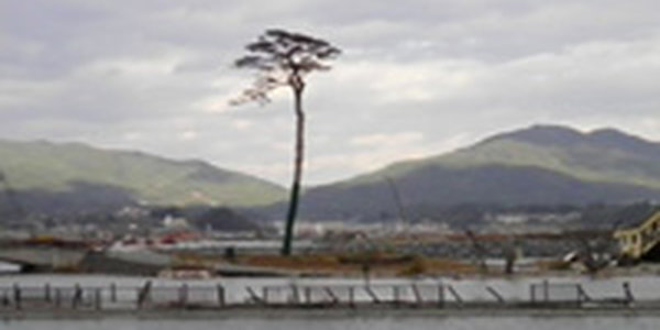 В Японии «клонировали» сосну, устоявшую во время трагедии 2011 года