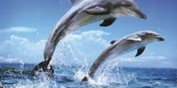 Дельфины в Перу погибли по естественным причинам