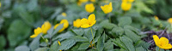 Дневные температуры воздуха в Приморье от +10°С до +32°С