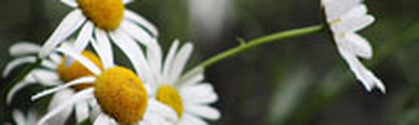 Умеренно-теплая погода установилась во второй декаде мая