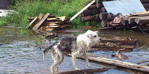 В Красноармейском и Пожарском районах Приморья обострилась паводковая ситуация