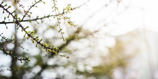 Наступившая неделя порадует приморцев настоящим весенним теплом