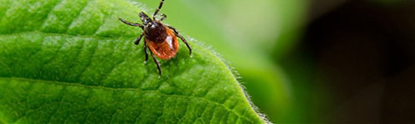 Внимание, в Приморье активизировались клещи!