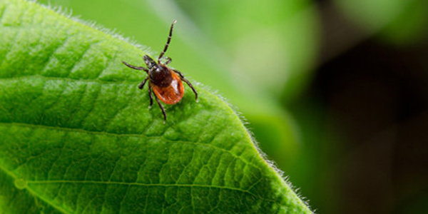 Внимание, в Приморье активизировались клещи!
