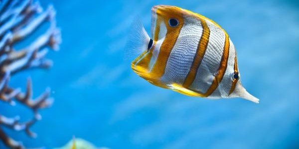 Приморский океанариум во Владивостоке откроется 12 июня