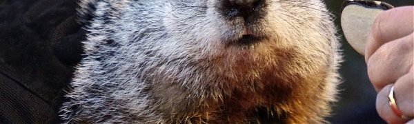 Сурок Фил предсказал приход ранней весны