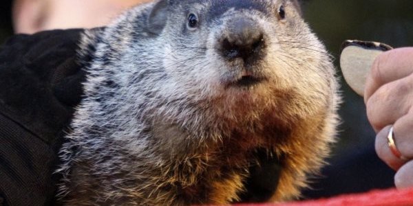 Сурок Фил предсказал приход ранней весны