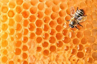 Мёд улучшает память и снижает тревожность