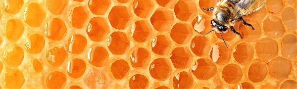 Мёд улучшает память и снижает тревожность