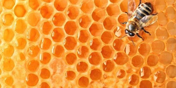 Мёд улучшает память и снижает тревожность