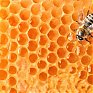 Мёд улучшает память и снижает тревожность